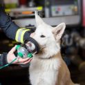 Sauerstoffmasken Tiere