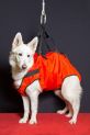 Hundetragegeschirr