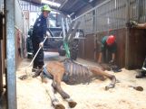 Rettungsgeschirr Großtiere