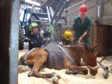 Rettungsgeschirr Großtiere
