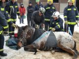 Rettungsgeschirr Großtiere