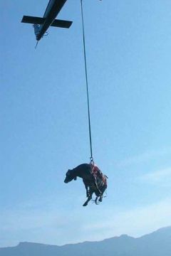 Harnais pour le sauvetage d’animaux de grande taille