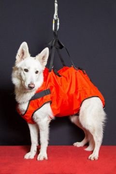Hundetragegeschirr