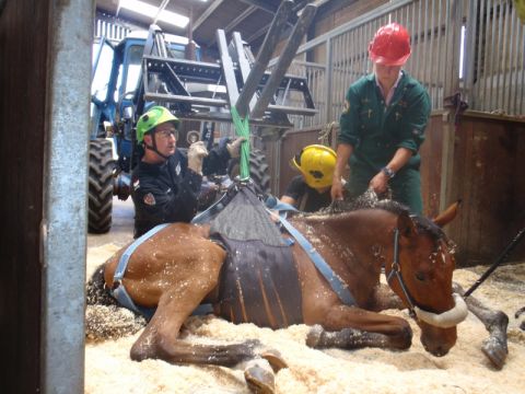 Rettungsgeschirr Großtiere