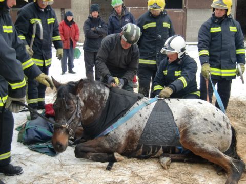 Rettungsgeschirr Großtiere