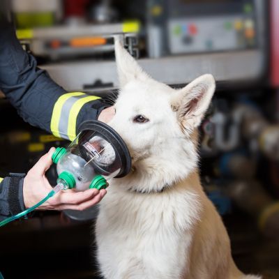 Masques à oxygène pour animaux