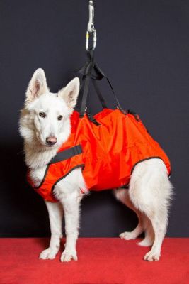 Harnais pour chiens